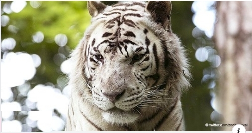 Der weiße Tiger Sherkan ist mit 18 Jahren gestorben, nachdem er mehrere Jahre krank war